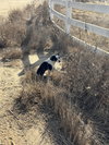 Evie - Photo 16