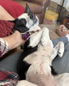 Evie - Photo 14