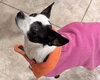 Evie - Photo 12