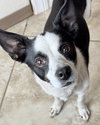 Evie - Photo 13