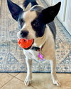 Evie - Photo 8
