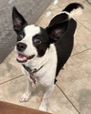 Evie - Photo 5