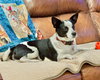 Evie - Photo 9