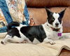 Evie - Photo 11