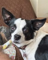 Evie - Photo 6