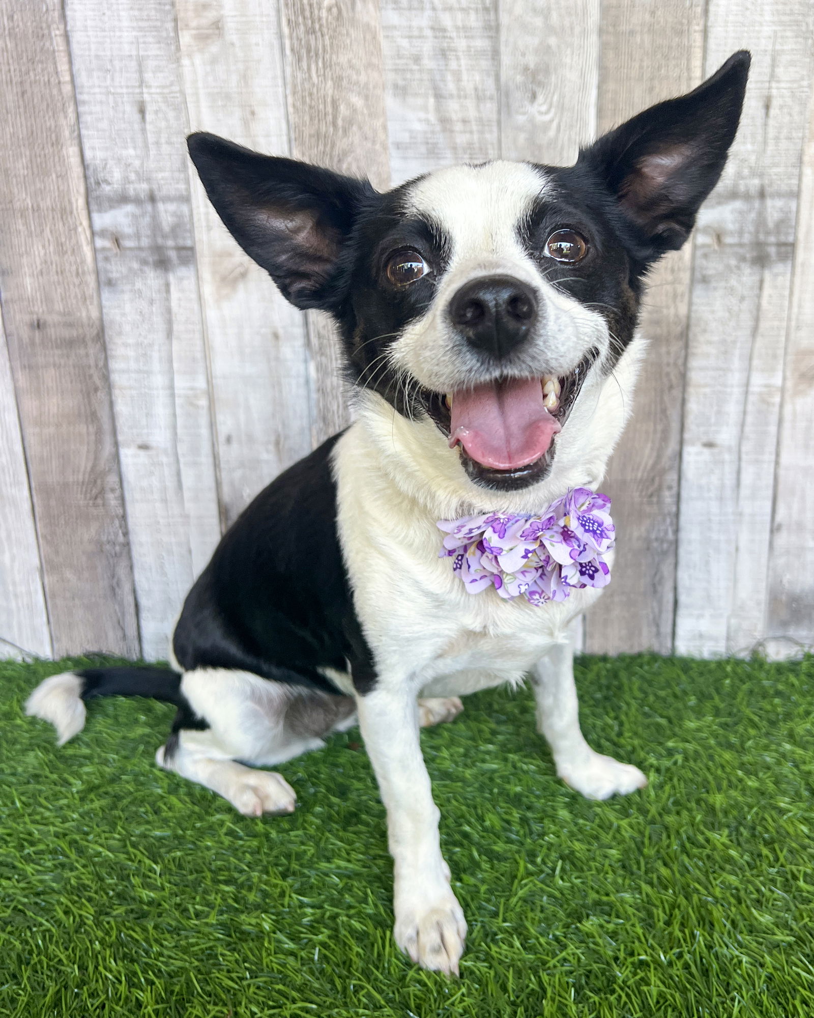 adoptable Dog in Corona, CA named Evie