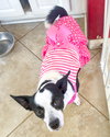 Evie - Photo 7
