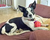Evie - Photo 2