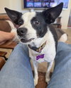 Evie - Photo 3