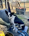 Evie - Photo 4