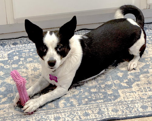 EVIE - Rat Terrier available for adoption