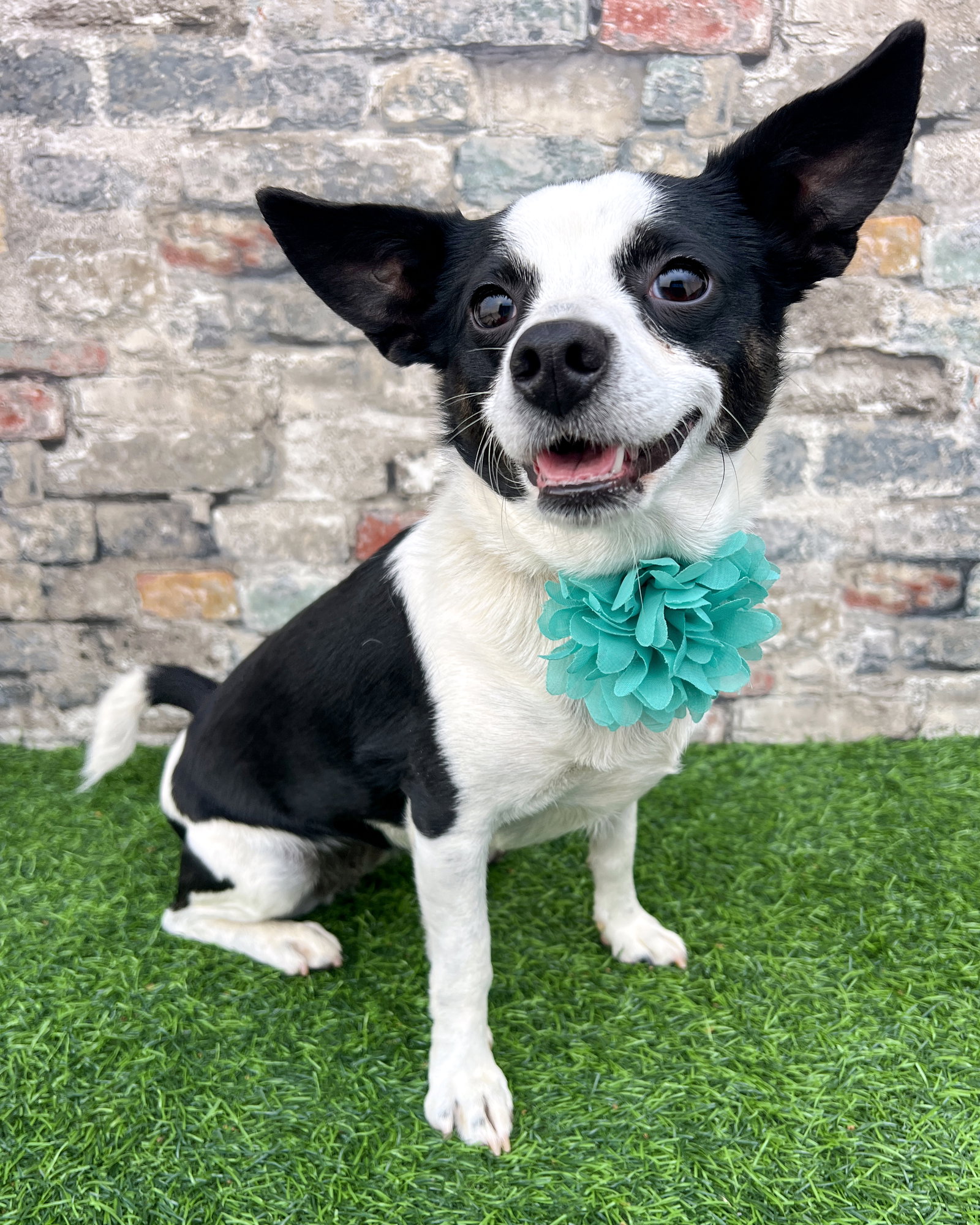 Evie Image