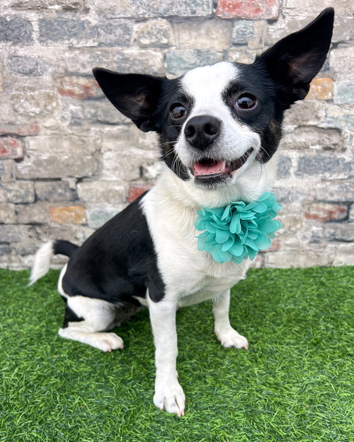 EVIE - Rat Terrier available for adoption