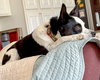 Evie - Photo 3