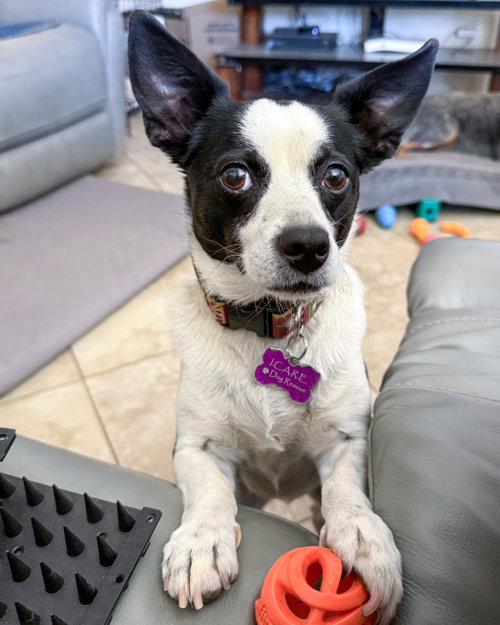 EVIE - Rat Terrier available for adoption