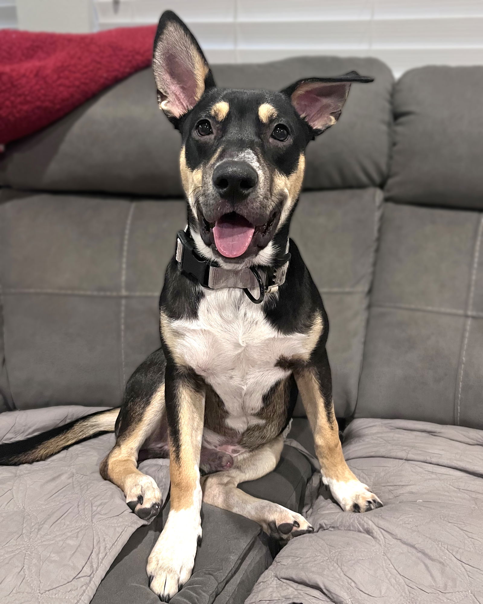 adoptable Dog in Corona, CA named Romeo