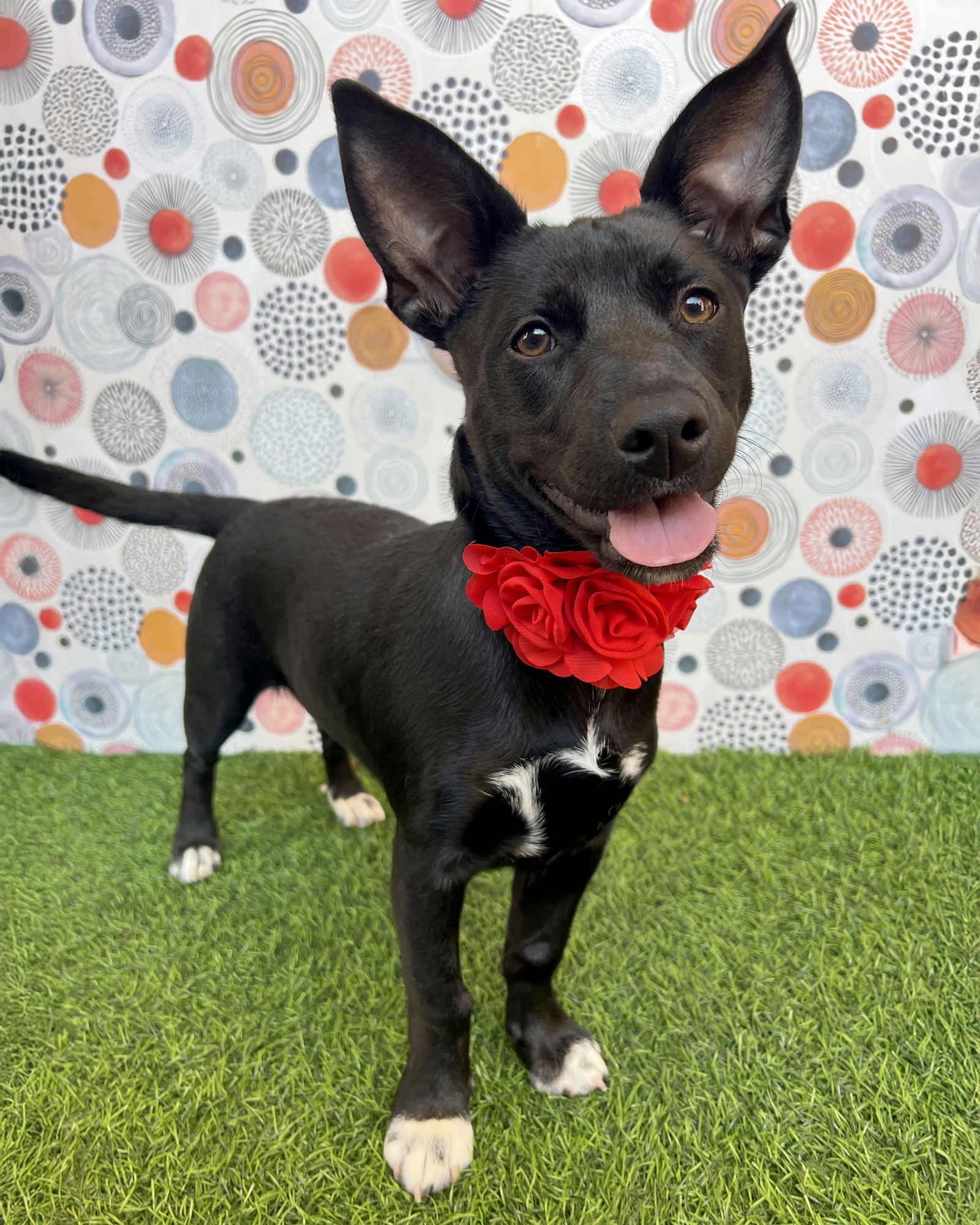 adoptable Dog in Corona, CA named Marie