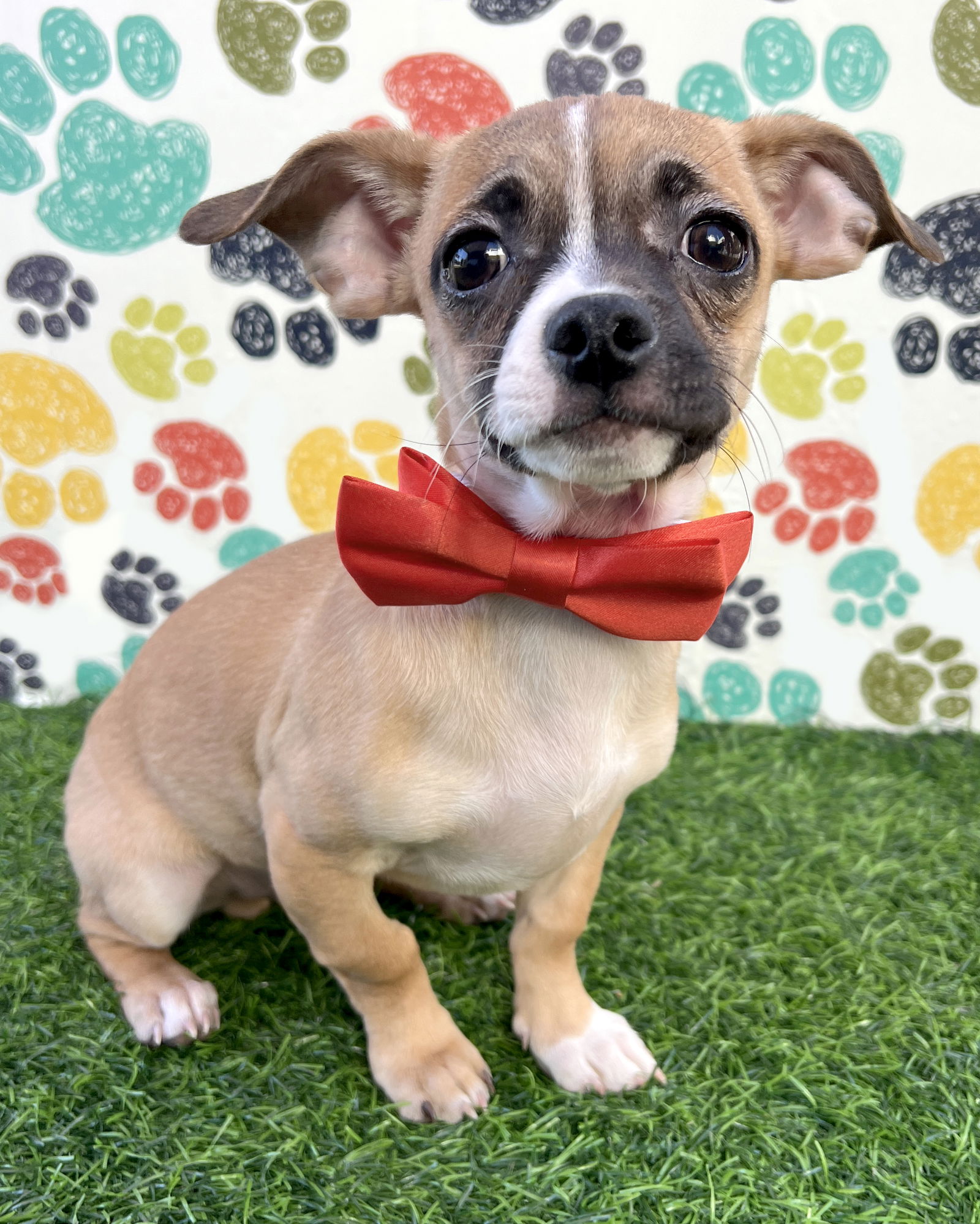 adoptable Dog in Corona, CA named Kevin