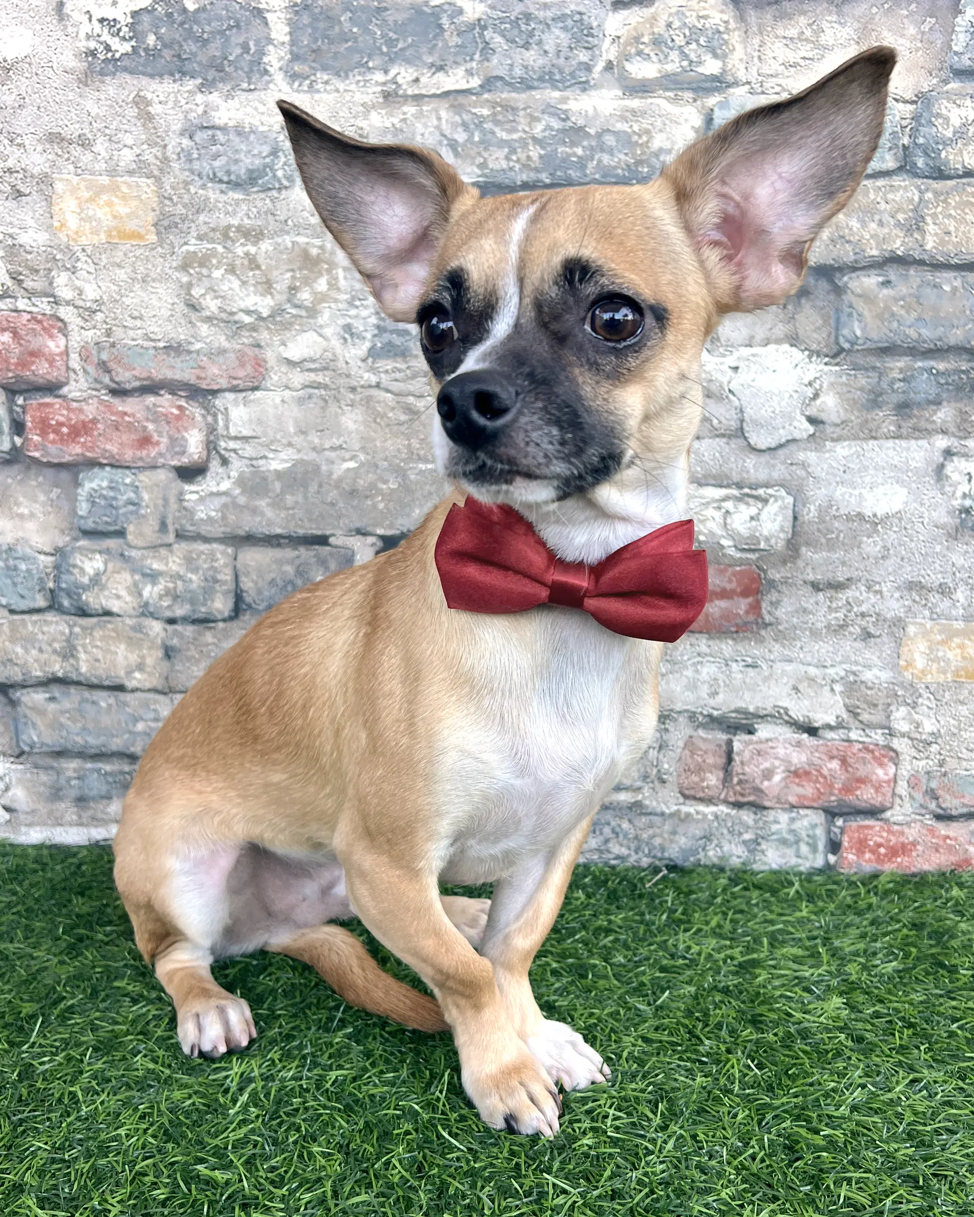 Kevin - Pug