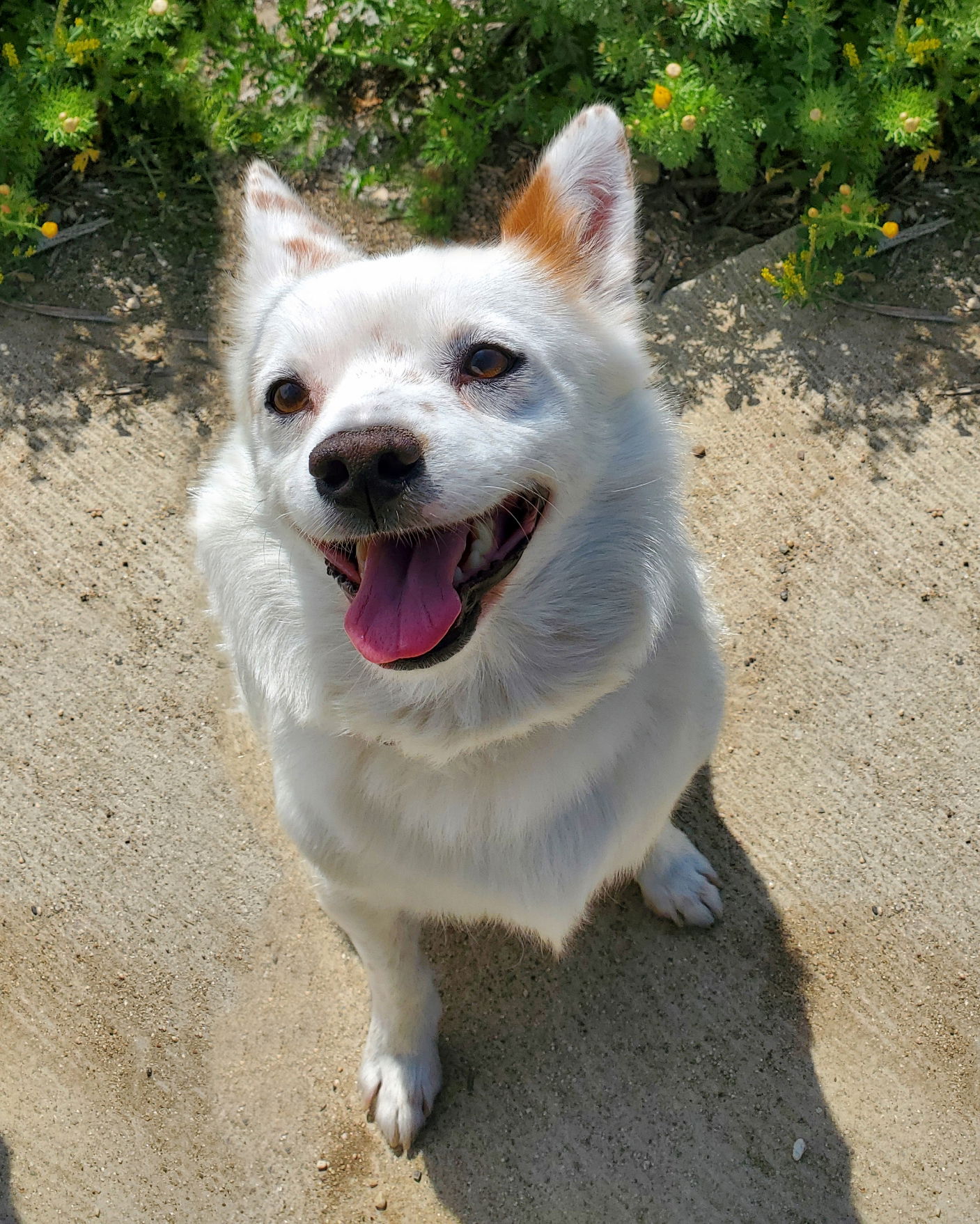 adoptable Dog in Corona, CA named Miles