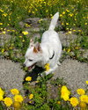 Miles - Photo 6