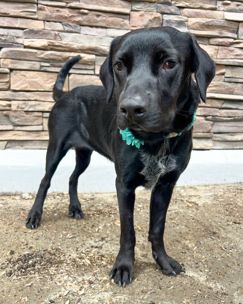 JADA - Labrador Retriever / Retriever available for adoption