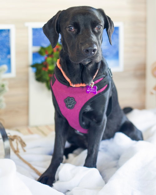 JADA - Labrador Retriever / Retriever available for adoption