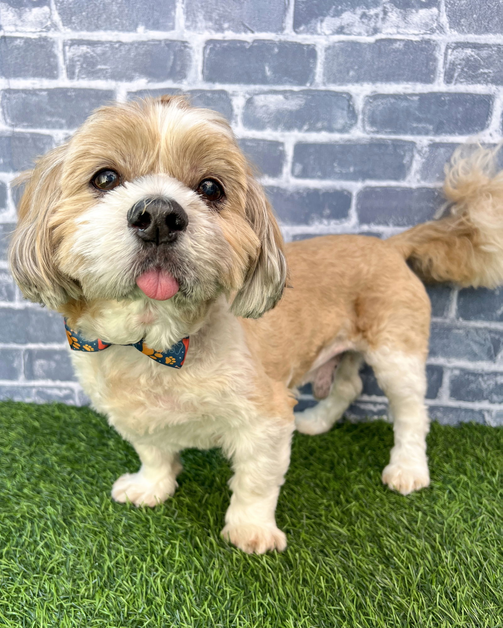 adoptable Dog in Corona, CA named Coco