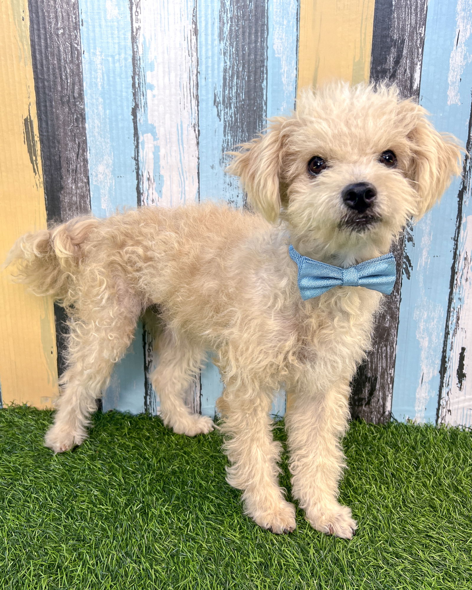 adoptable Dog in Corona, CA named Bo