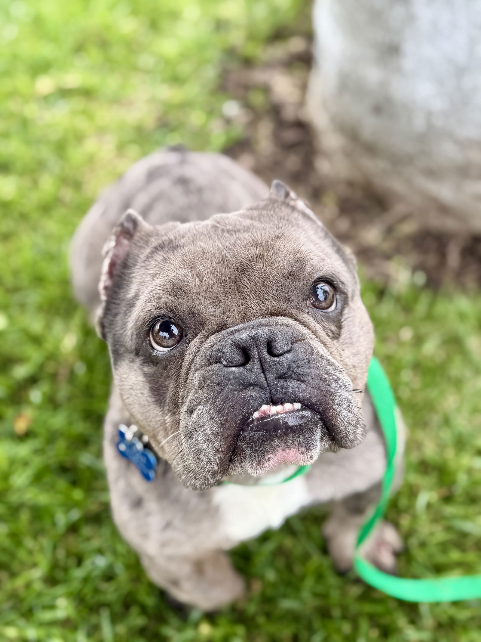 Frankie