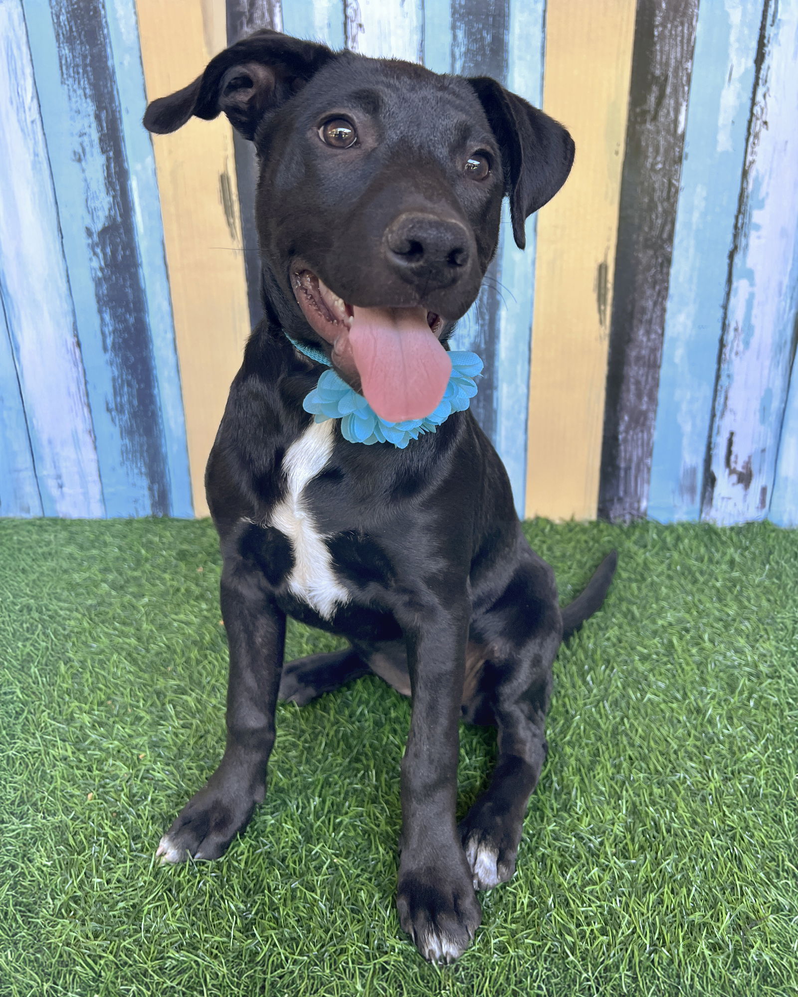 adoptable Dog in Corona, CA named Shayla