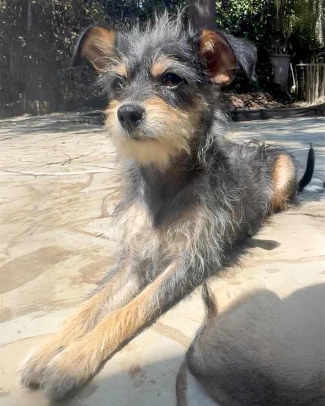 adoptable Dog in Corona, CA named Peggy