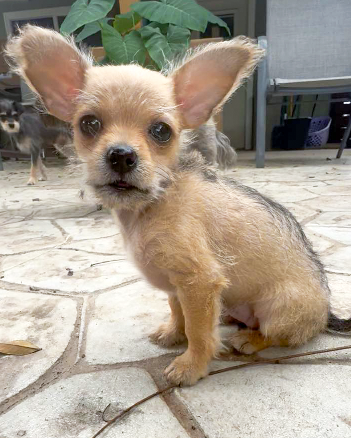 adoptable Dog in Corona, CA named Petunia