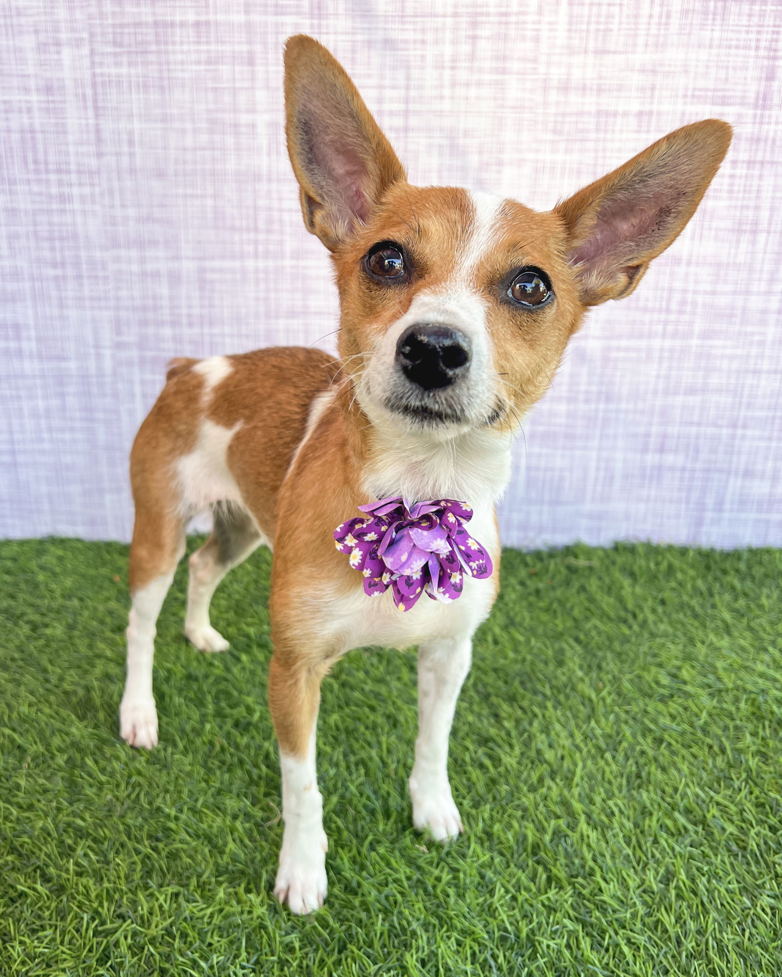 adoptable Dog in Corona, CA named Tansy