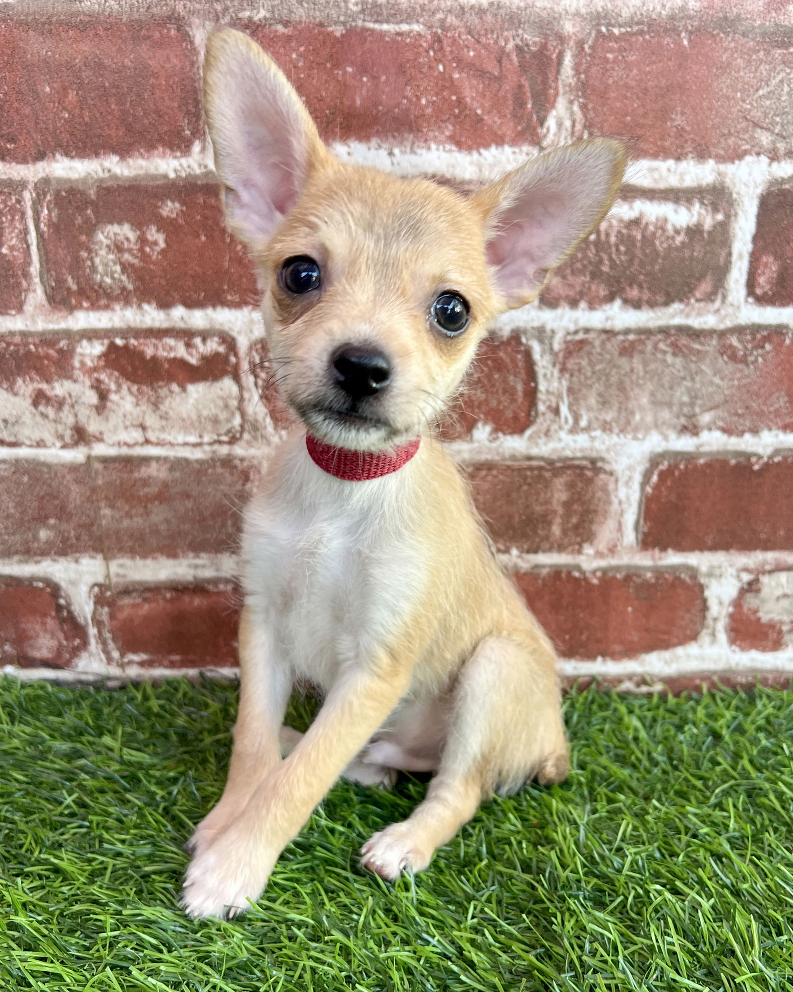 adoptable Dog in Corona, CA named Toby