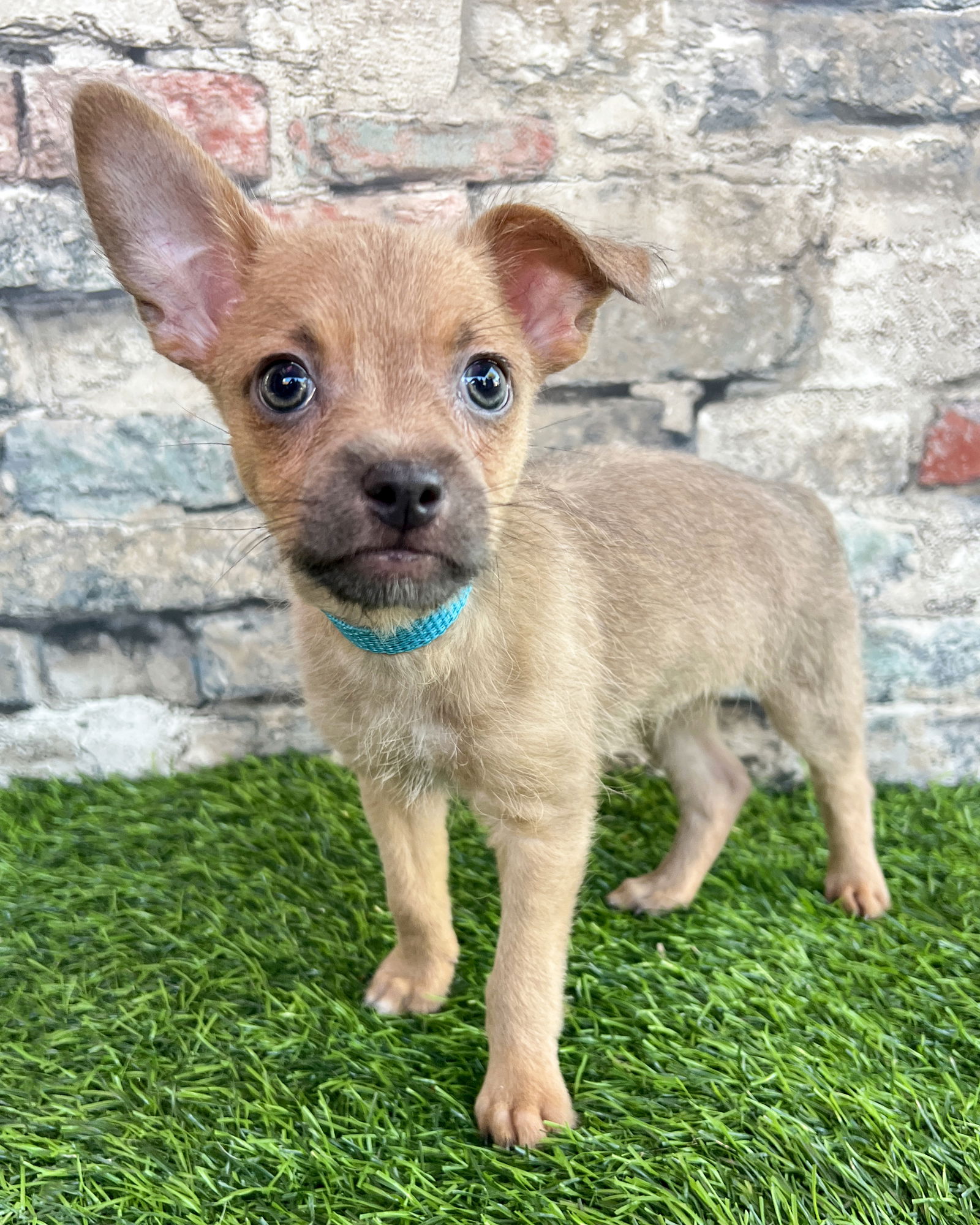 adoptable Dog in Corona, CA named Tatum