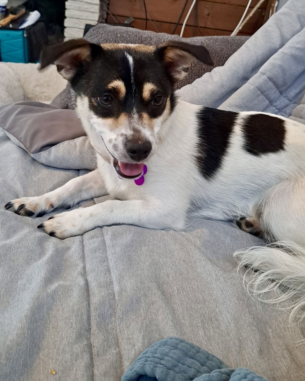 adoptable Dog in Corona, CA named GG