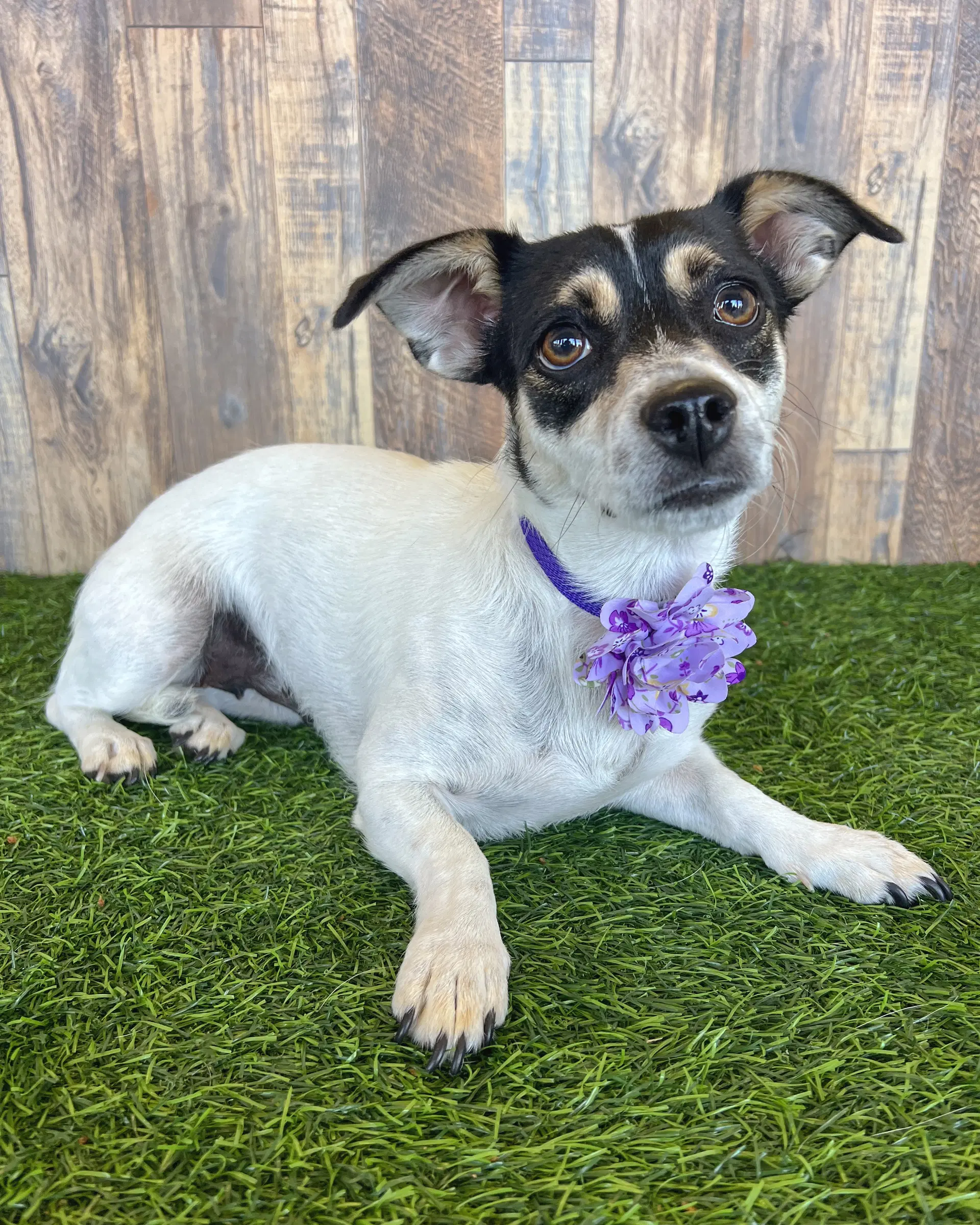 Gg - Chihuahua