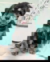 adoptable Dog in corona, CA named Oin