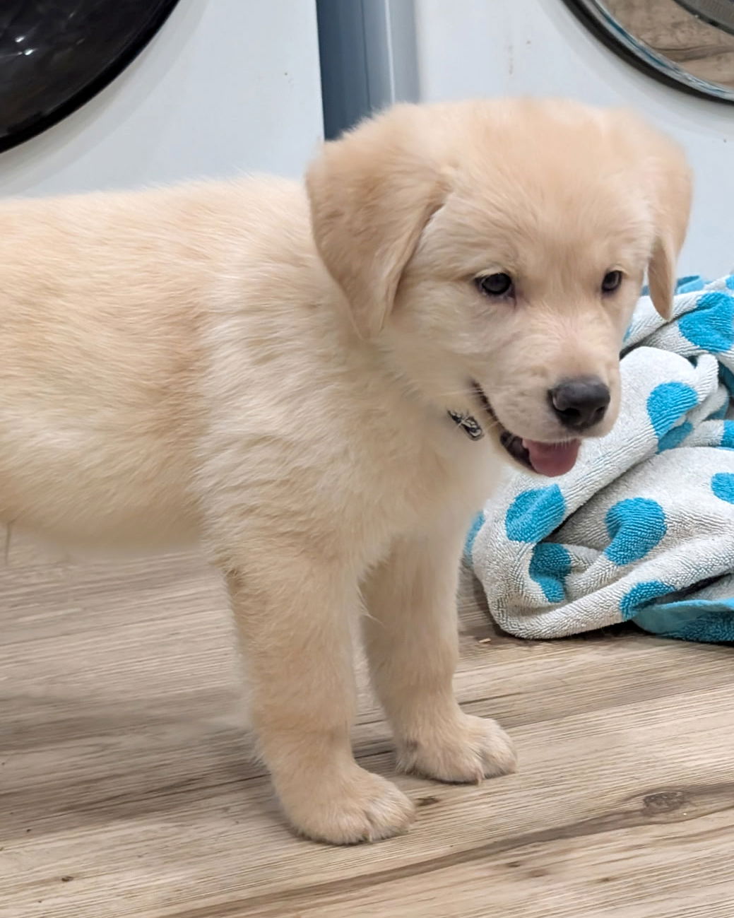 adoptable Dog in Corona, CA named Bifur