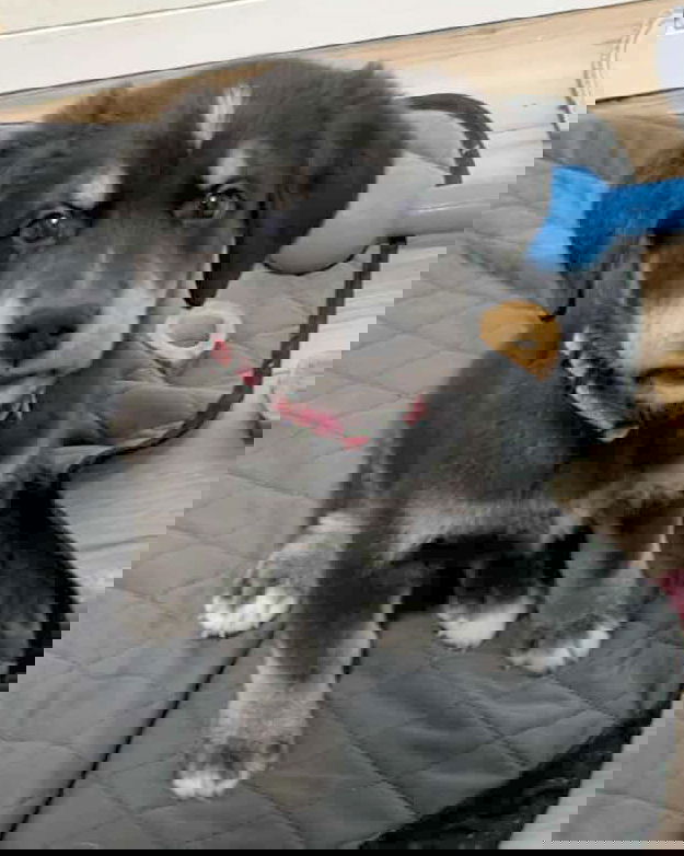 adoptable Dog in Corona, CA named Killi