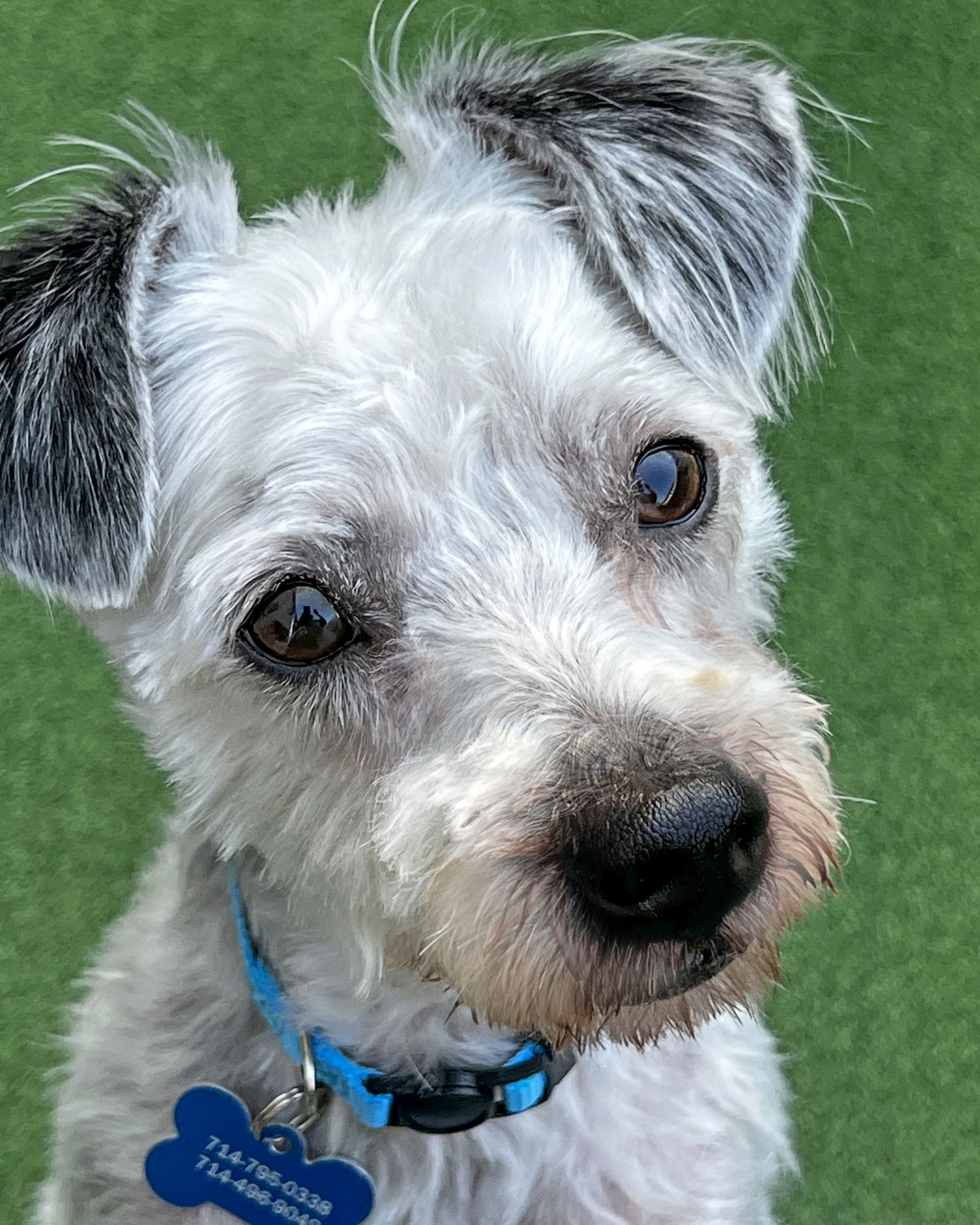 adoptable Dog in Corona, CA named Jack