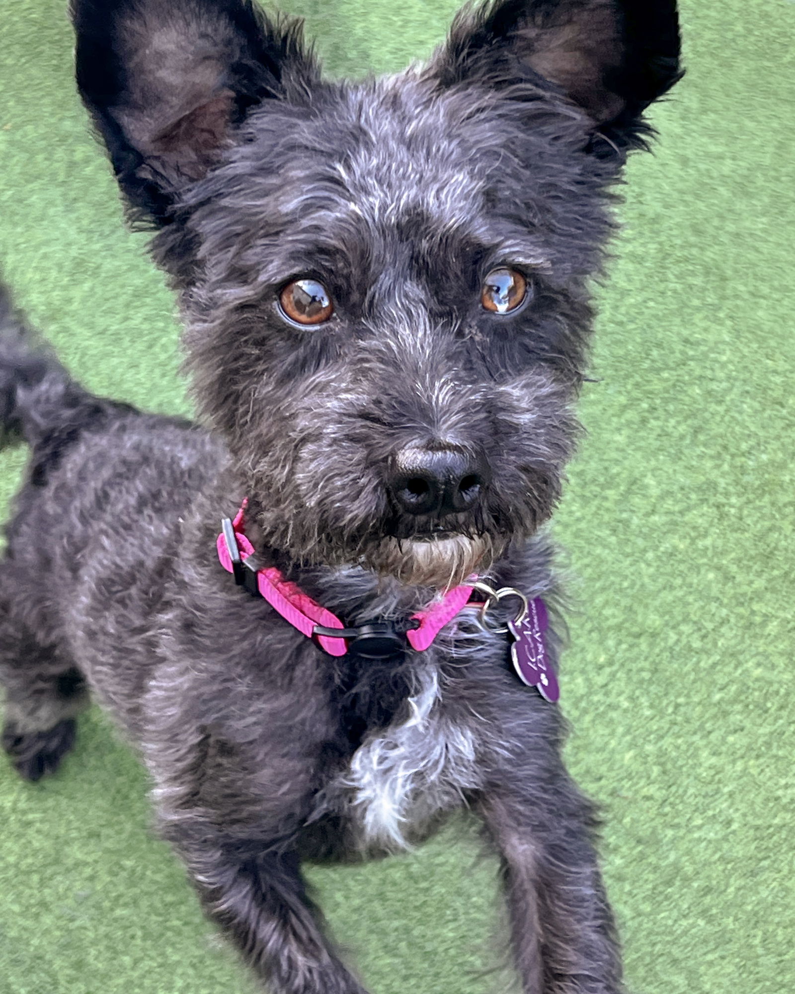 adoptable Dog in Corona, CA named Rose