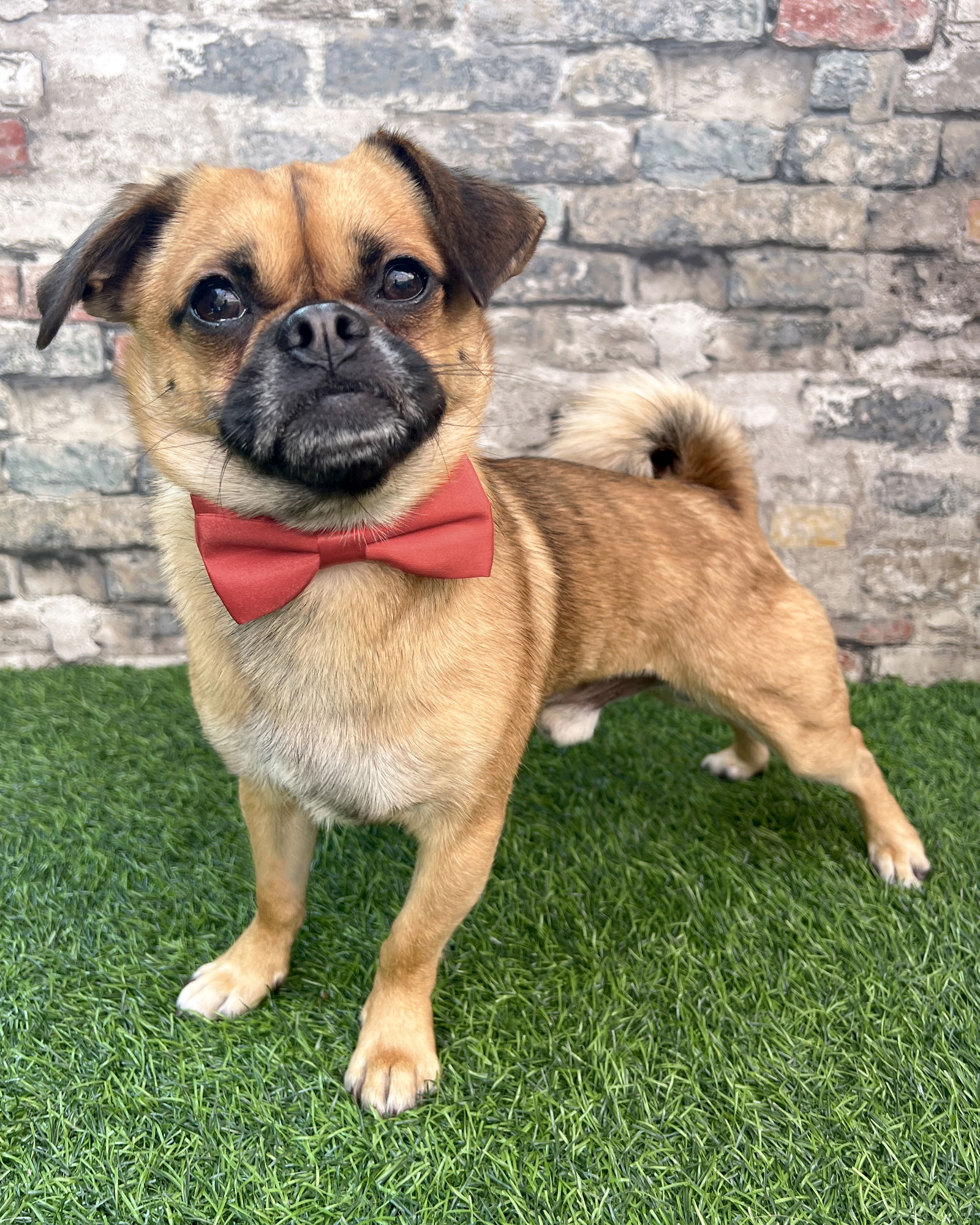 adoptable Dog in Corona, CA named Dug