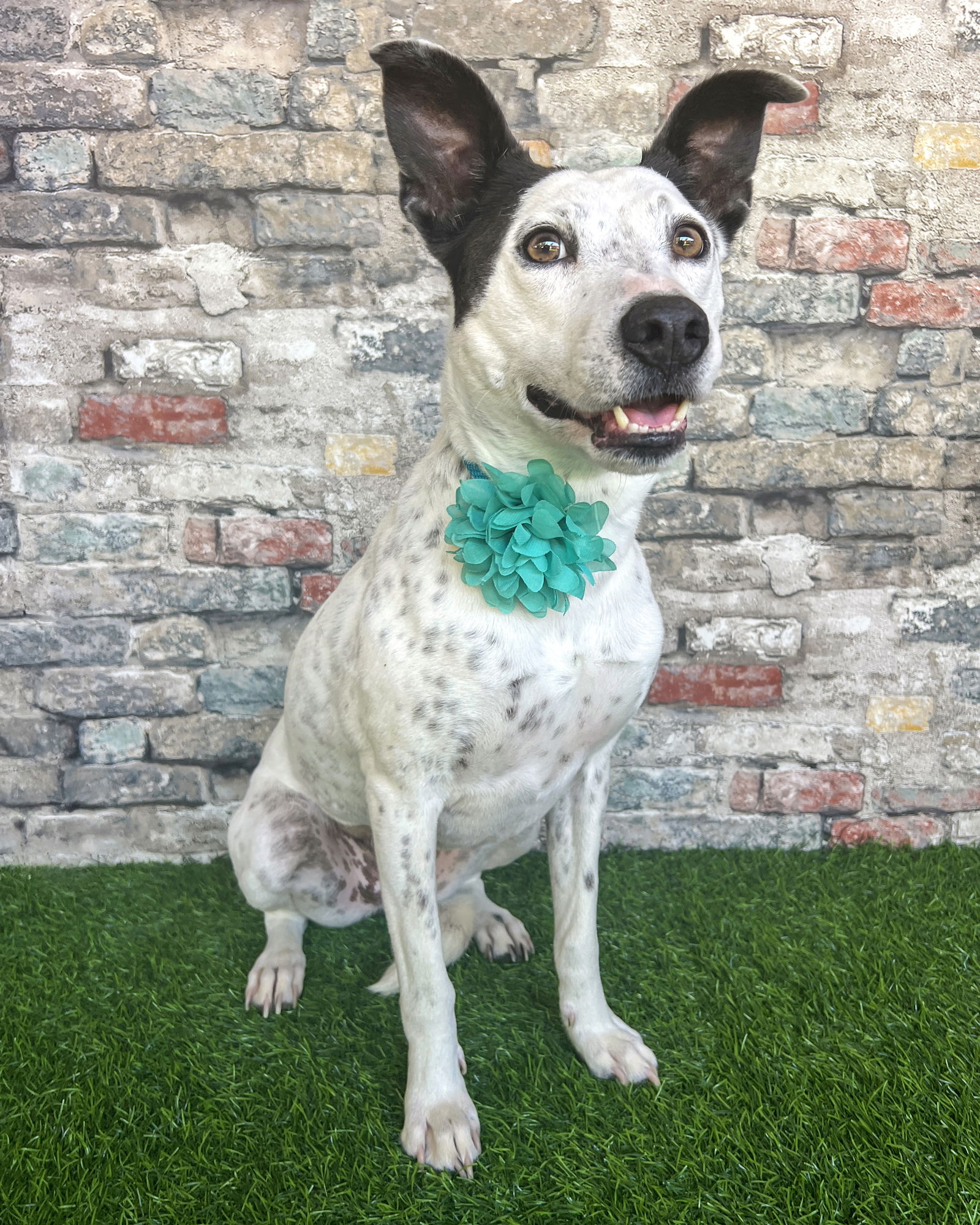 adoptable Dog in Corona, CA named Layla