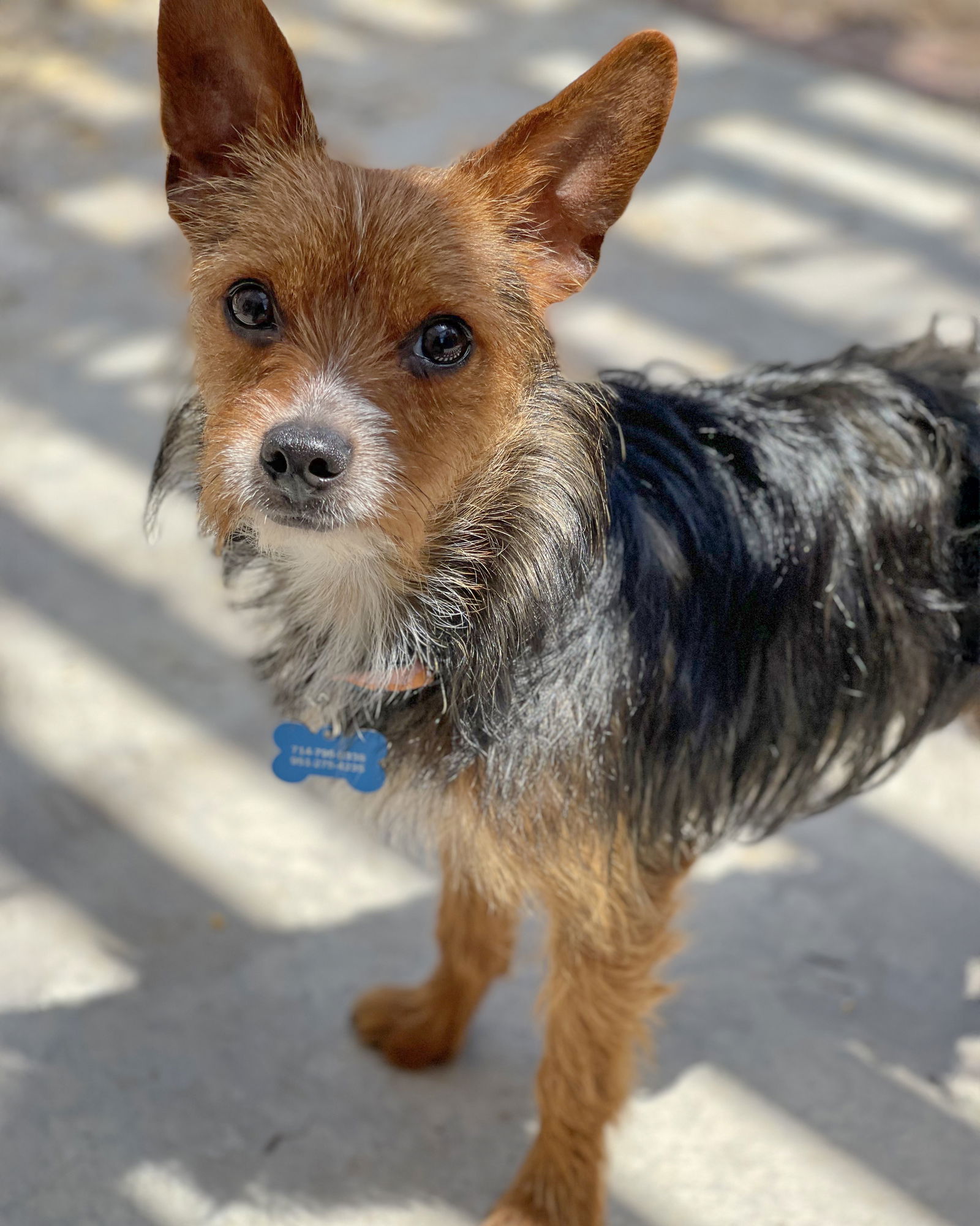 adoptable Dog in Corona, CA named Biscotti