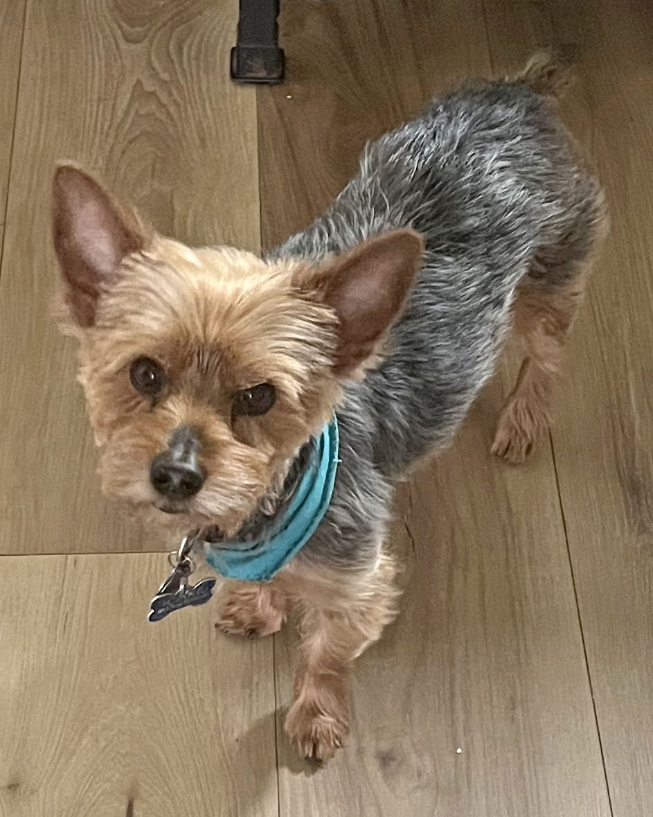 adoptable Dog in Corona, CA named Buddy