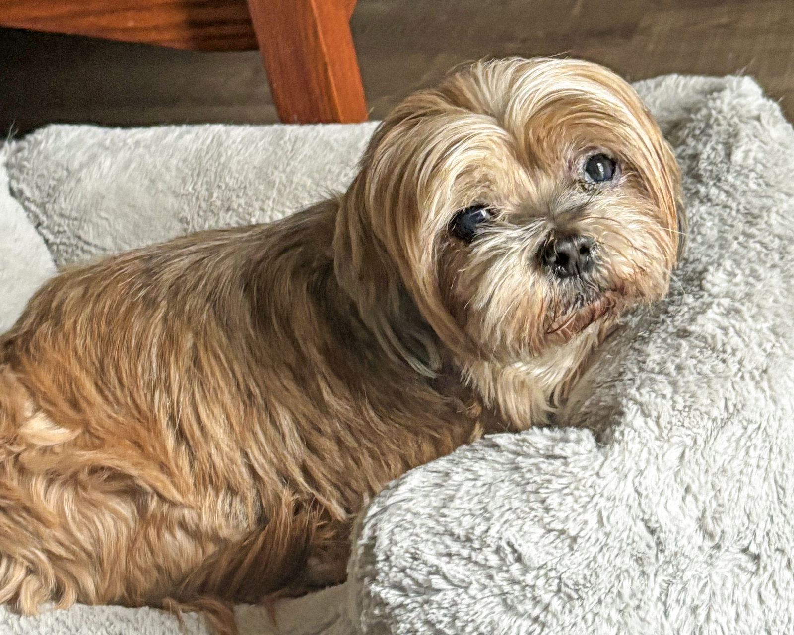 adoptable Dog in Corona, CA named Valentina
