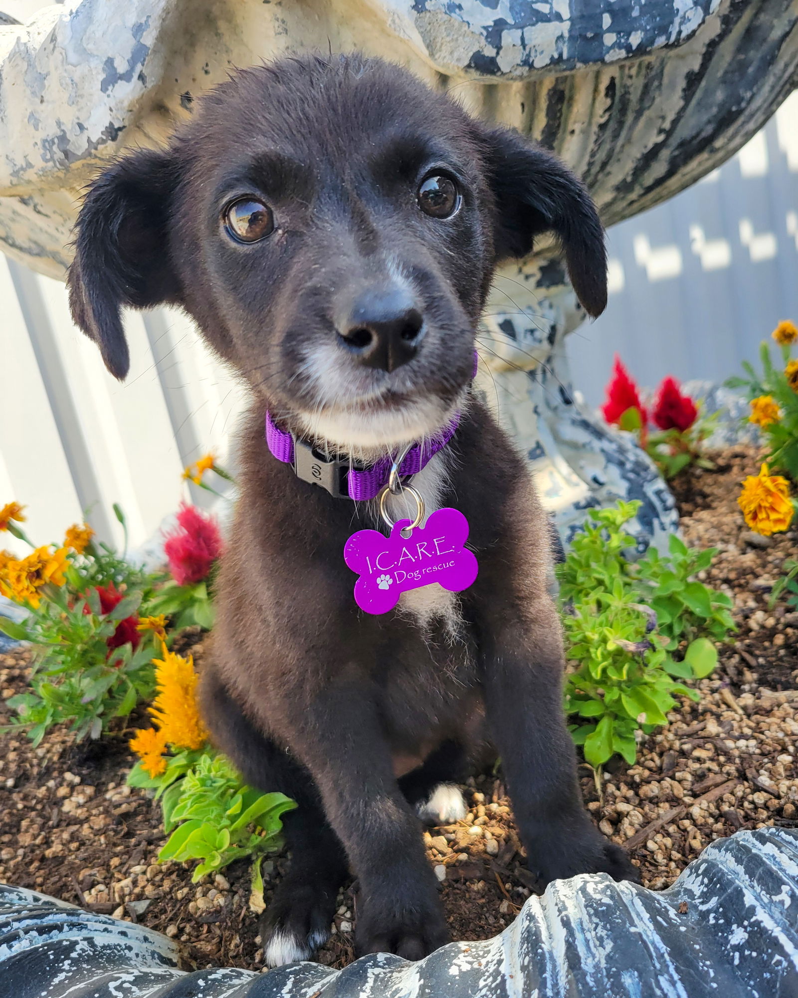 adoptable Dog in Corona, CA named Sparkles