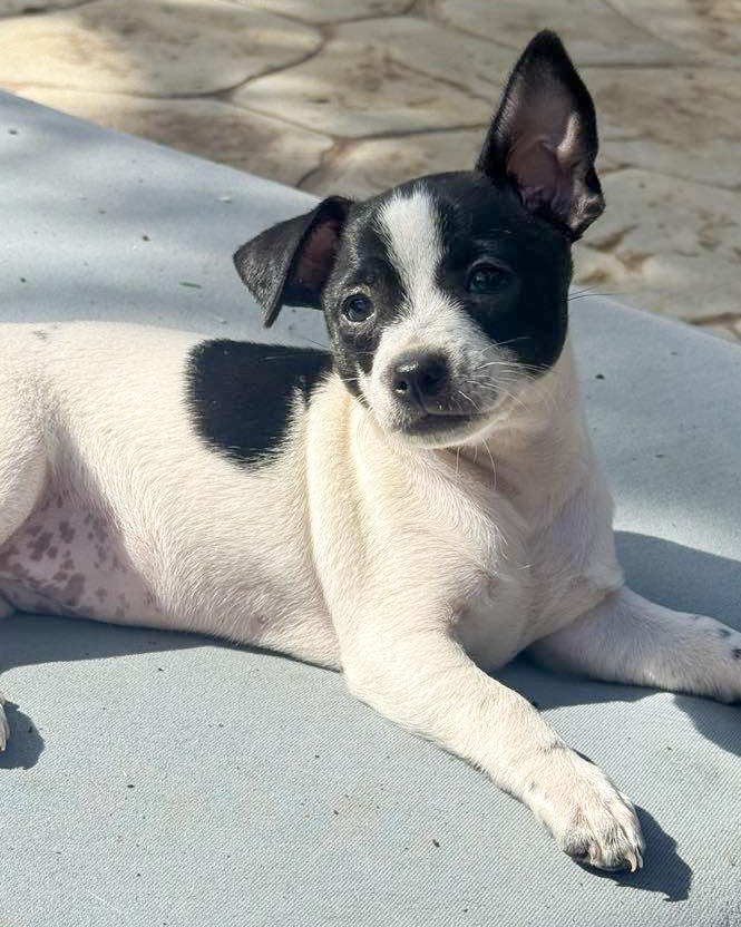 adoptable Dog in Corona, CA named Lily